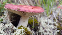 Emetic Russula