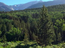 Healthy Rocky Mountain Forest