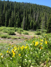 Field of Yellow