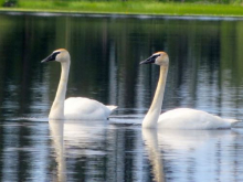 Trumpeter Swans