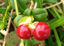 low bush cranberry