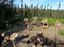 Dog Yard at Stampede Road