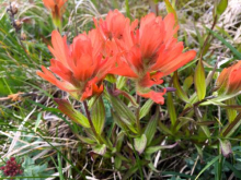 Castilleja augustifolia