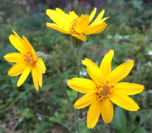 Arnica