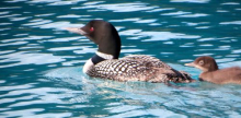 Loon and Chick