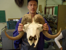 Musk Ox skull