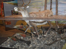 Caribou model