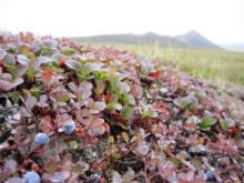 Tundra plants 