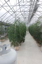 Hydroponics Tomatoes