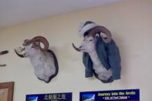 Rams heads