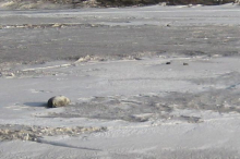 One seal and two penguins pictured.