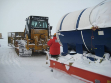 The water buffalo is attached to a tractor to take to the trench.