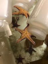 Sea stars