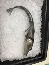 Icefish