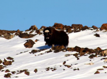 Musk Ox