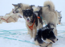 Sled Dogs