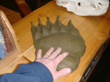 Grizzly bear paw cast at the National Park briefing building.