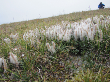 Salix pulchra