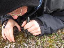 Slicing Some Lichen