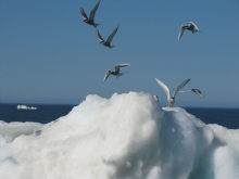 Arctic Tern