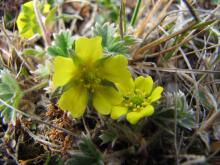 Potentilla hyparctica