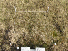 Control Plot in Barrow Dry