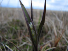 Arctagrostis latifolia