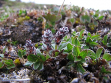 Salix rotundifolia