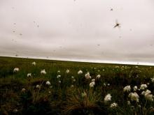 Eriophorium vaginatum and Mosquitoes