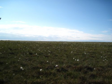 Tussocks, Tussocks Everywhere