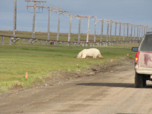 Polar Bear