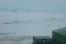 Weddell Seals