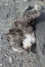 Dead Skua