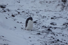 Peter Penguin