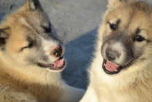 Sled Dog Puppies