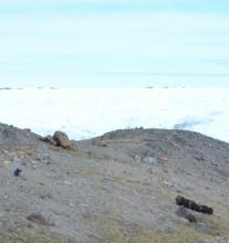 A Herd of Musk Ox