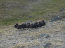 Musk Ox