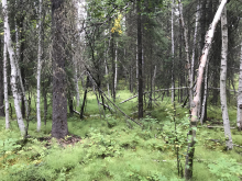 Trees walking into Bonzana Creek Site