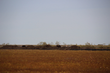 Far-away Musk Ox