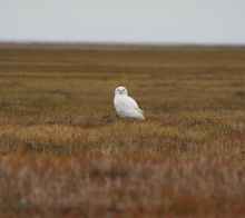 Arctic Snowy Owl - Males are whiter than females