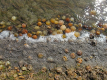 Sea tomatoes on shore of lake