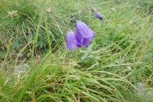  Bluebell Bellflower; "Harebell" 