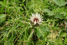 Alpine Eryngo; "Queen of the Alps"