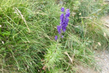 Variegated Monkshood