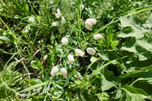 Bladder Campion