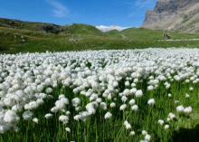 Tsanfleuron wildflowers