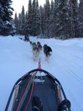 Mushing