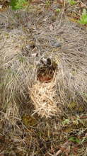 vole feeding