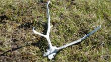 Caribou antlers