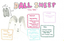 Dall Sheep species journal